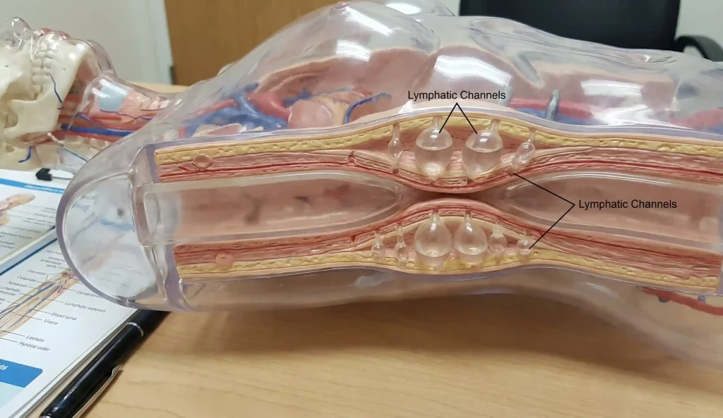 lymphatischer Blockade Anatomisches Modell Querschnitt