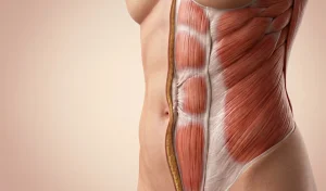 abdominal muscle tightening anatomy